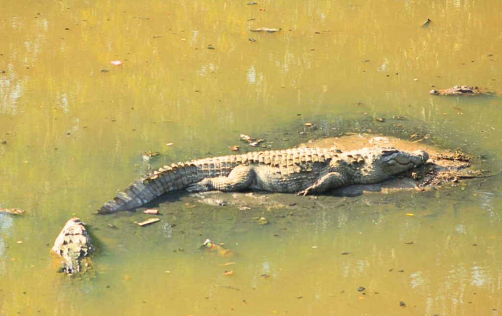 Crocodile Park, Dandeli
