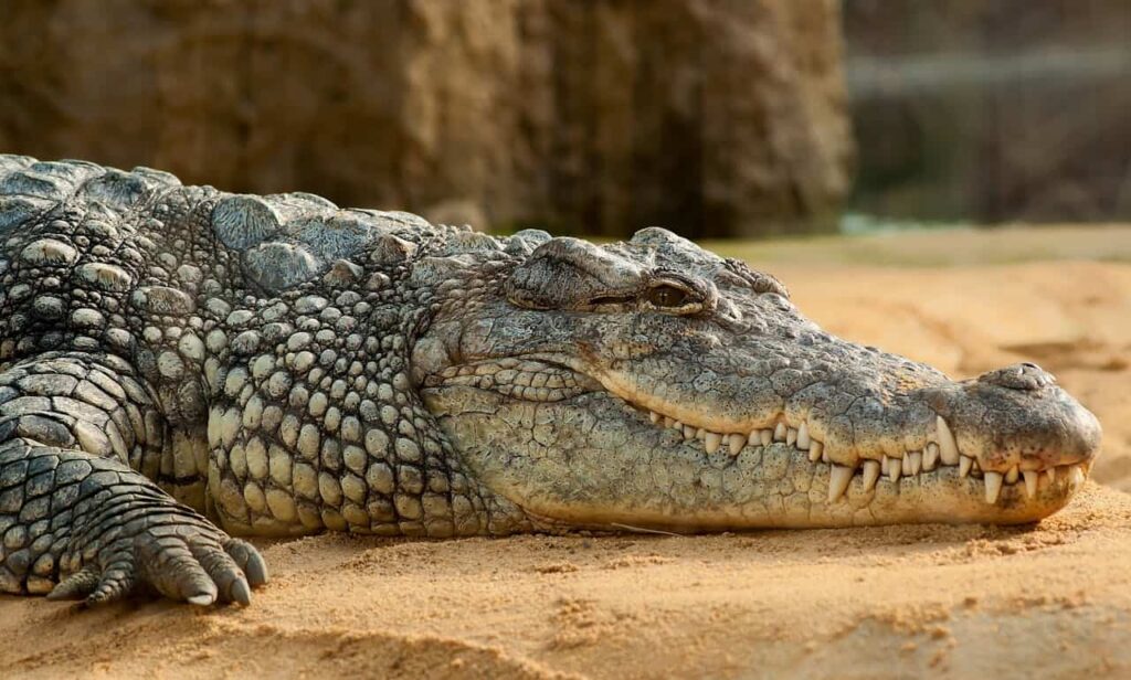 Crocodile Park, Dandeli